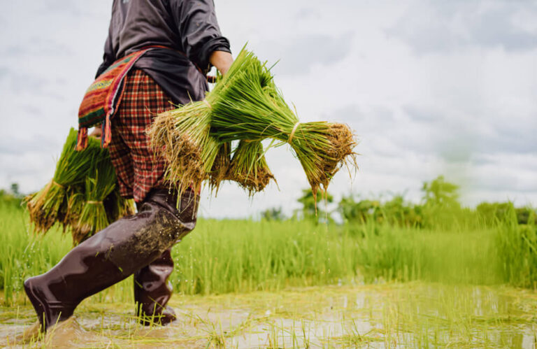 Sustainable Agriculture for A Better Tomorrow